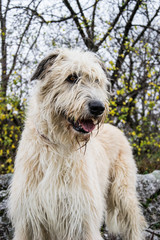 Portrait of beautiful Irish Wolfhound dog