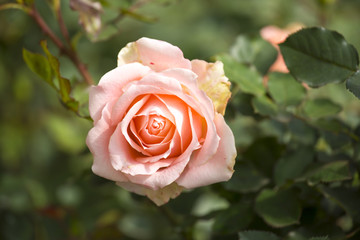 Beautiful rose in garden on summer day.