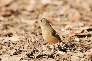 地面のジョウビタキ