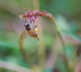 Macro view of wildflower and bee.