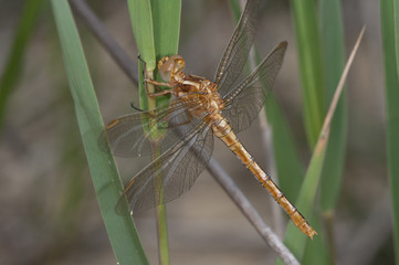 Libélula posada, Sympetrum