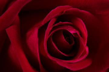 Macro shot of dark velvet rose. abstract background.