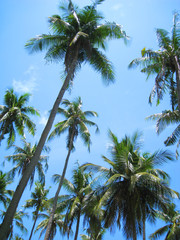 椰子の木1