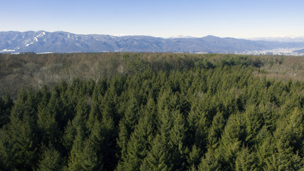 空撮　檜と白樺の林