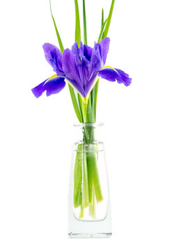 flowers blue purple irises with leaves in a glass vase isolated on white background
