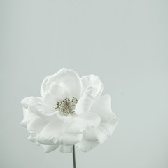 Fototapeta na wymiar white rose in vintage color style for romantic background 