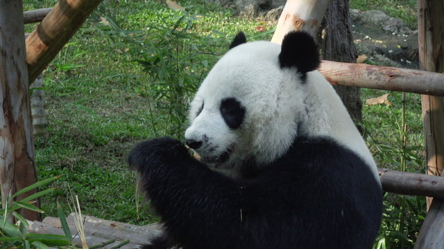  Funny Giant Panda Eating Bamboo. 4K video.
