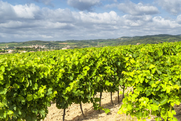 Fototapeta na wymiar Vineyard near Carcassonne (France)