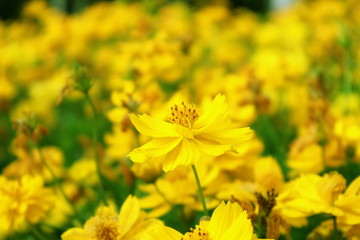 Colorful folwer in the gaden