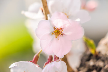 桜　ソメイヨシノ