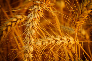 wheat field macro