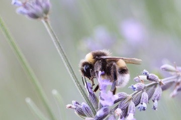 bumble bee