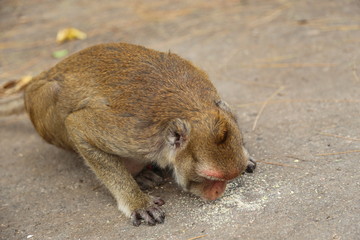 Portrait of monkey, eating banana and snack