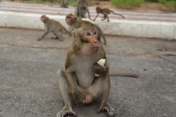 Portrait of monkey, eating banana and snack