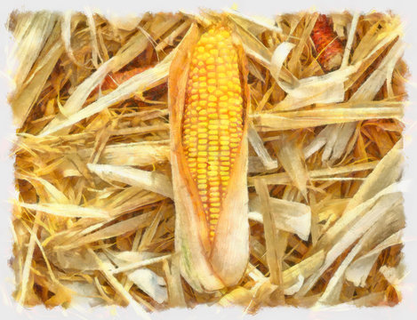 Watercolor drawing of an ear of corn lying on a dry field.