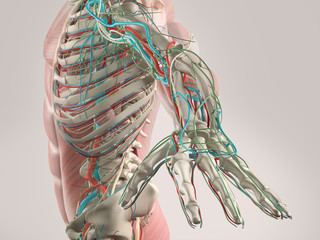 Obraz na płótnie Canvas Human anatomy x-ray view showing skeletal, muscular and vascular system. 