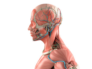Human anatomy side view of  close-up of head showing muscular and vascular system. On white background.