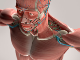 Human anatomy showing face, head, shoulders and chest muscular system, bone structure and vascular system.