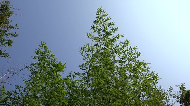 Bushy Bamboo thickets.