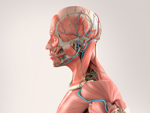 Human anatomy side view of  close-up of head showing muscular and vascular system.