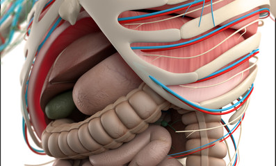 Human anatomy showing close-up of abdomen and digestive system on a white background.