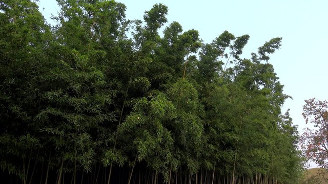 Bushy Bamboo thickets.