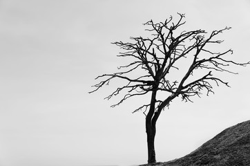dead tree,black and white picture