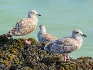 Juvenile herring gulls on rocks of the Jersey Island