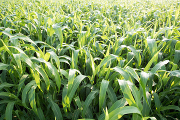 Obraz premium Sorghum crop field