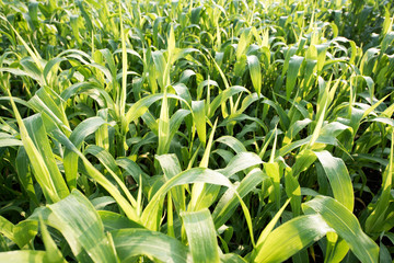 Sorghum crop field