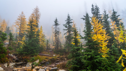 Fog in autumn fir forest, BLUE LAKE TRAIL, Washington state