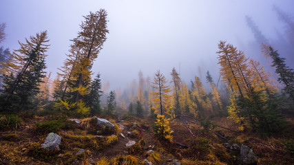 Fog in autumn fir forest, BLUE LAKE TRAIL, Washington state