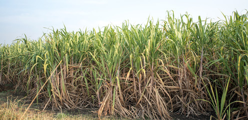 Sugar cane field