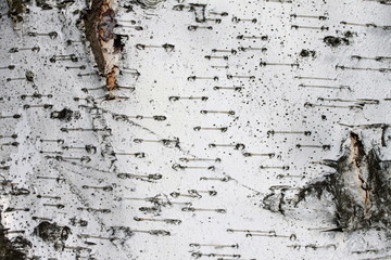 birch bark texture background paper close up close up