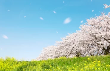 Foto op Plexiglas Lente landschap van Japan Sakura Somei Yoshino Sakura Fubuki © siro46
