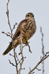 Merlin (Falco columbarius)