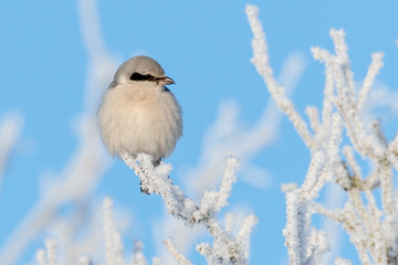 N&ouml;rdlicher Raubw&uuml;rger (Lanius excubitor) im Winter