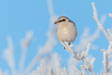 Nördlicher Raubwürger (Lanius excubitor) im Winter