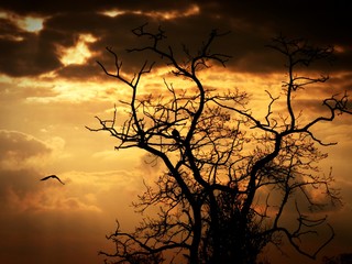 Gołe drzewo na tle zachodzącego słońca © Jarkos