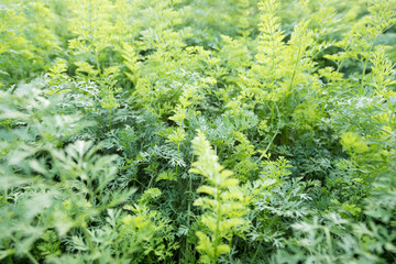 Carrot field