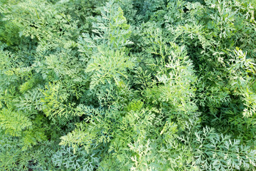 Carrot field