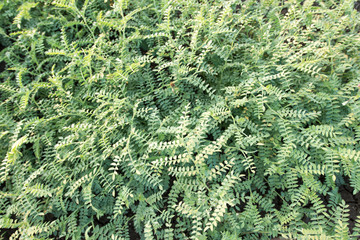 Chickpea crop field