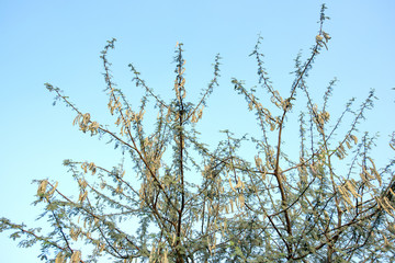 Vachellia nilotica or gum arabic tree with beans