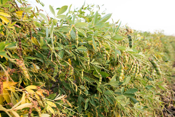 Pigeon pea crop field