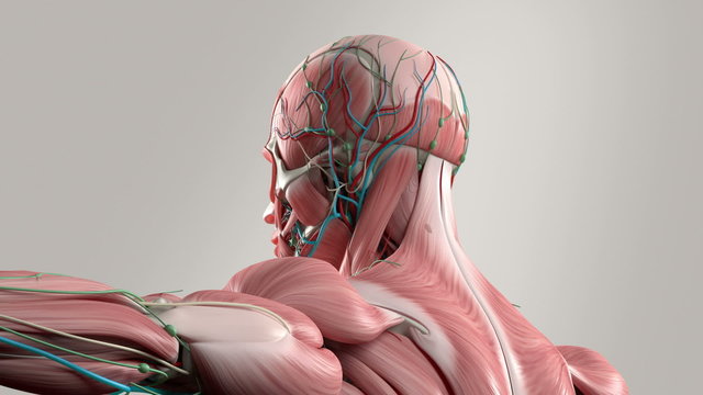 Human anatomy showing face and shoulders, with an animation of different layers like the muscular system and the skeletal system.