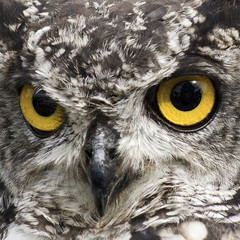 Look Into My Eyes, close up image an African Eagle Owl © lurcherd