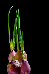 Onion bulbs with and green sprouts isolated on Black background
