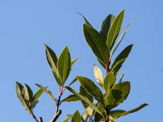 青空背景の月桂樹