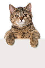 Kätzchen schaut über eine Wand