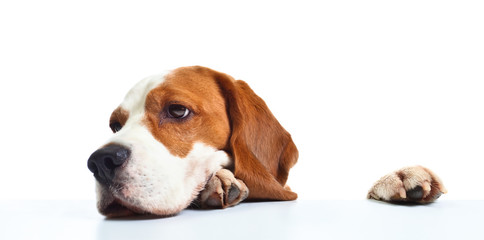 beagle head isolated on  white